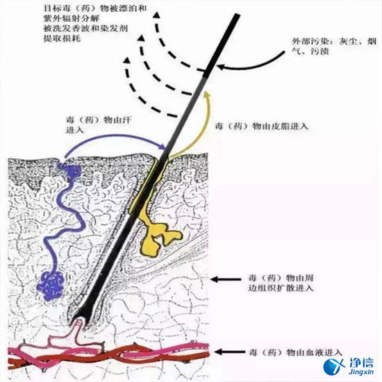  毛發毒品檢測儀檢測腿毛竟可以測出吸毒?做了全身脫毛也可以？